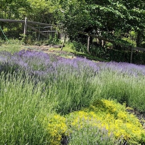 Lavender is grown for the market. It blooms spring and summer.
