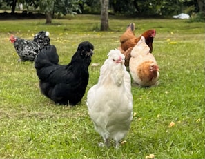 Our friendly free range chickens.
