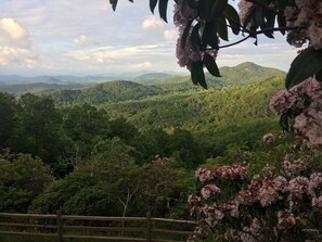 Mountain Laurel blooms in the spring