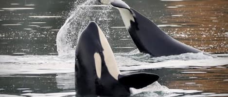 Our  beloved Southern Resident orcas frolicking in our  Vashon waters. Here are a couple of J Pod family members.