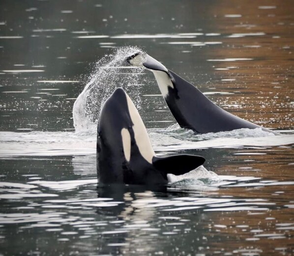 Our  beloved Southern Resident orcas frolicking in our  Vashon waters. Here are a couple of J Pod family members.
