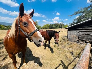 Our horses