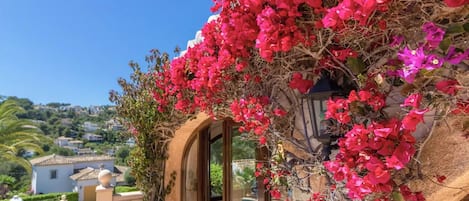 Les magnifiques bougainvilliers espagnols colorent la vue sur la vallée. 