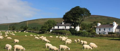 Our home is a rural idyll near Laxey.