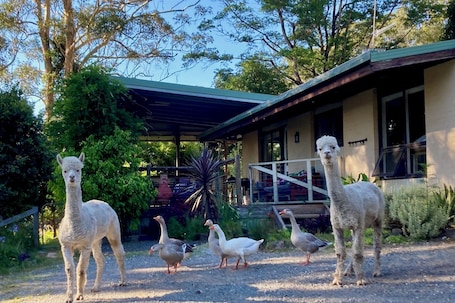The animals like to pop up and say hello in the morning