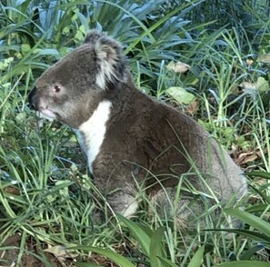If you are lucky you may see Koalas