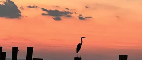 Blue heron sunset