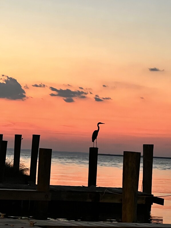 Blue heron sunset