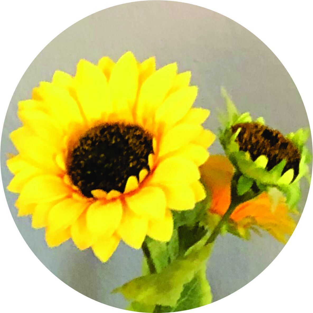 Host profile image